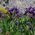 Iris lutescens -- Gelbliche Schwertlilie